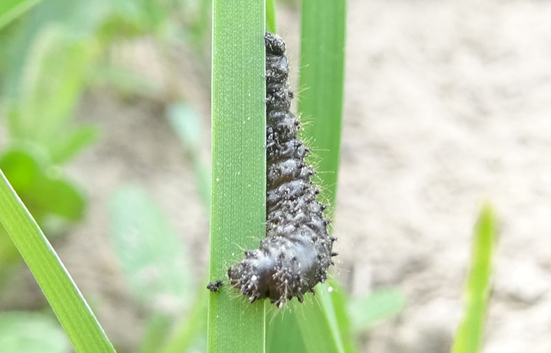 cfr. : Galeruca tanaceti - Chrysomelidae